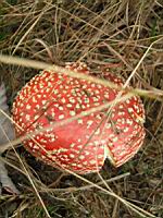 Amanite tue-mouches - Amanita muscaria (03)